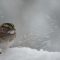 Snowy Sparrow