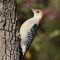 Red-bellied Woodpecker Portrait