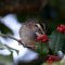 White- Throated  Sparrow