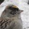 Golden-crowned sparrow with an injured eye