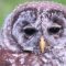 Beautiful barred owl.
