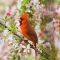 Northern Cardinal On A beautiful spring day