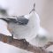Haughty Nuthatch