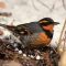 Male Varied Thrush Foraging in the Snow