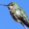 Anna’s Hummingbird with beak deformity