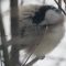 Black-capped Chickadee – trying to stay warm
