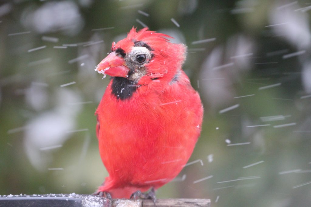 A Cardinal and Blue Jay make a colorful picture - FeederWatch