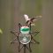 female ruby throated  hummingbitrds