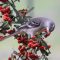 Mockingbird Eating Pyracantha Berries