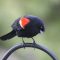 Curious Red-Winged Blackbird