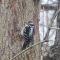 The hairy woodpecker