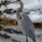 Great Blue Heron in the snow