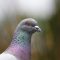 Rock Pigeon, Rock Pigeon — Oh Lovely Rock Pigeon