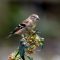 Goldfinch eating phlox seeds
