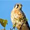 An American Kestrel surveys its conquests in all its glory.