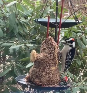 Downy Woodpecker at a half-devoured seed cylinder