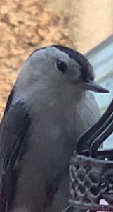 close-up shot of a white-breasted nuthatch at a feeder.