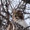 Hungry Red-Tailed Hawk