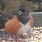 Female Spotted Towhee afflicted with avian pox