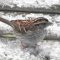 Tan morph white throated sparrow