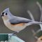 Tufted Titmouse year-round visitor