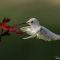 Leucistic Black-chinned Hummingbird