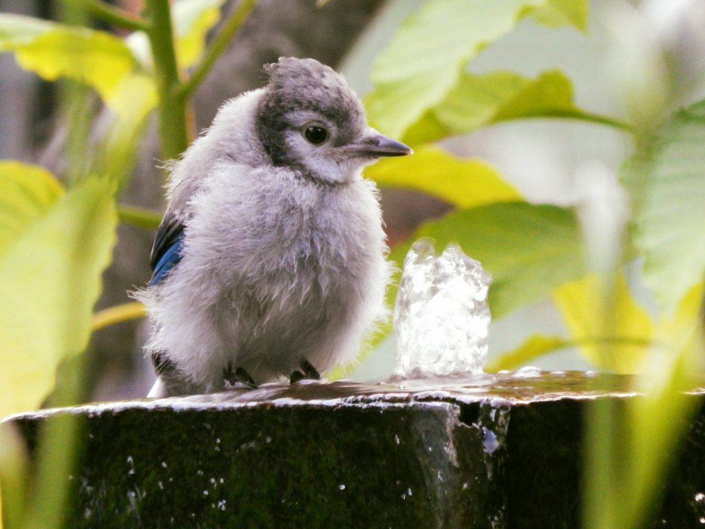 newborn baby blue jay bird