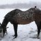 Horse Saves Robin in Snowstorm