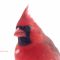 Beautiful Cardinal up close