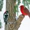 Downy Woodpecker meets Northern Cardinal