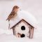 Bird-House-Finch