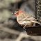 Male house finch with sick eye