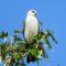Unexpected for me…first Mississippi Kite
