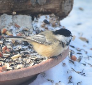 Black-capped Chickadee with deformed beak picking up food from a feeder.