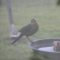 Hopscotch, the Grackle with One Leg