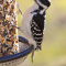 Female Hairy Woodpecker
