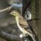 Female American Goldfinch with possible eye disease