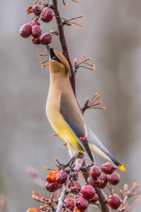 Cedar Waxwing in a crabapple tree reaching for the fruit.