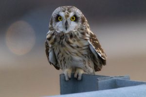 portrait of a Short-eared Owl perched on a guardrail beam.
