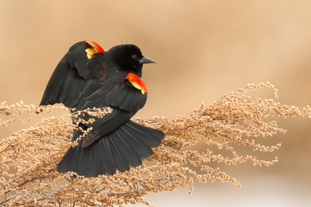 Red-winged blackbird with wings slightly outstretched, perched on a browned goldenrod flowerhead.