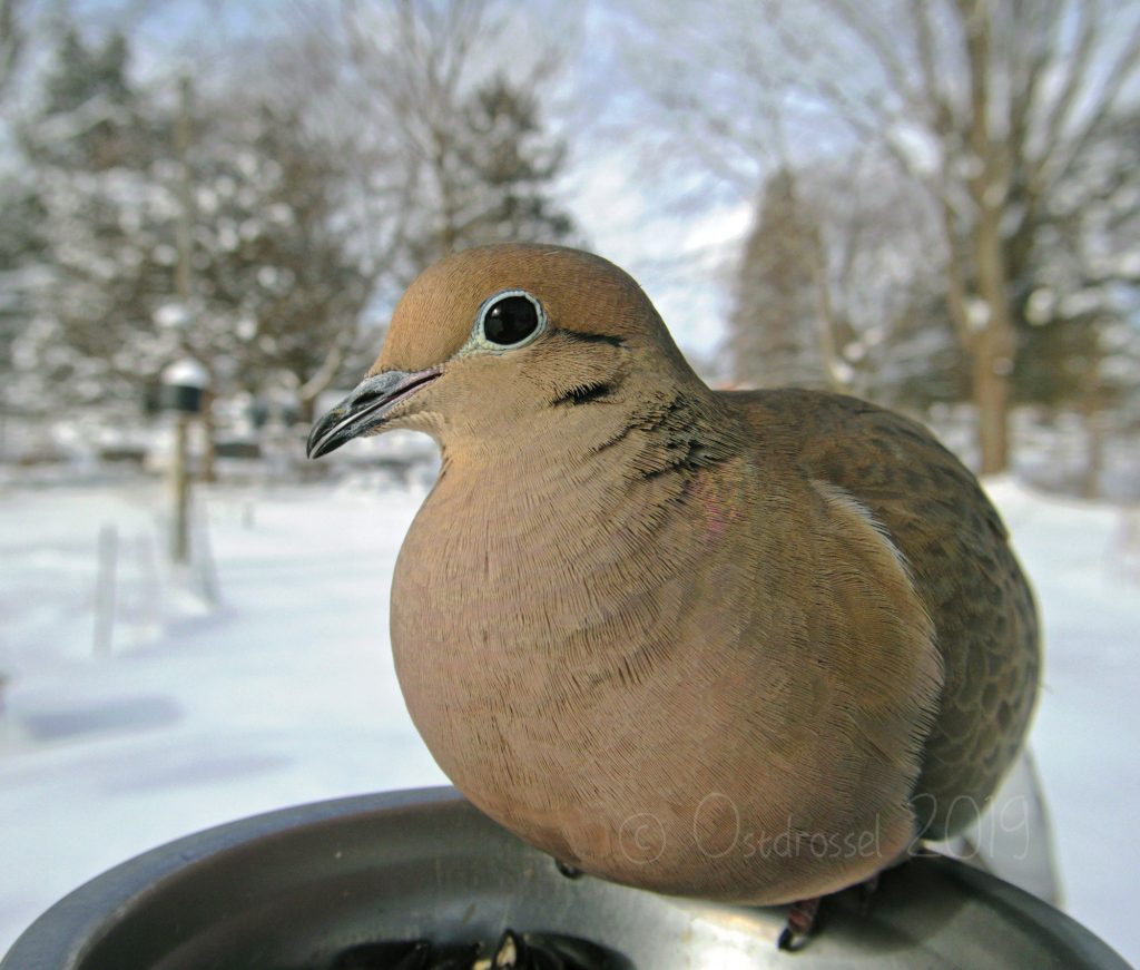 A close-up portrait of a Mourning Dove eyeing the camera, which is perched on a tray feeder.