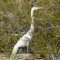 Great Egret in the Mojave Desert