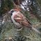 House Sparrow Happiness