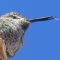 Anna’s Hummingbird beak deformity