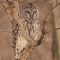 My Backyard Buddy – a Barred Owl