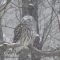 Barred Owl with 2 companions