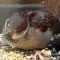 Sick House sparrow, orange discoloration around it’s beak