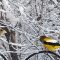 Early spring but still winter weather brought in Wild turkeys  and Evening Grosbeaks increased on cold days