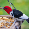 Red-headed Woodpecker male