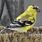 Male American Goldfinch Spring Plumage Change